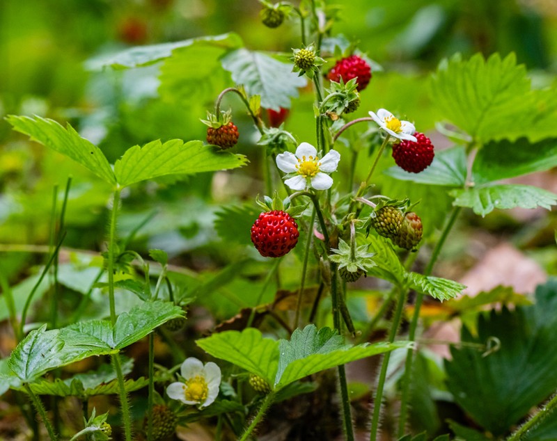 Căpșuni - plantare, cultivare și îngrijire. Ce beneficii are consumul de căpșuni și ce rețete poți încerca și cu fructele aromate