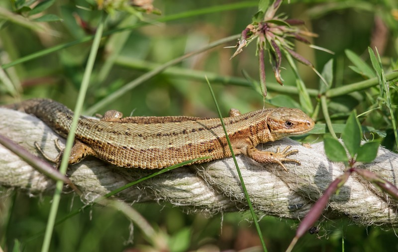 Specii de reptile din România - care sunt și unde trăiesc