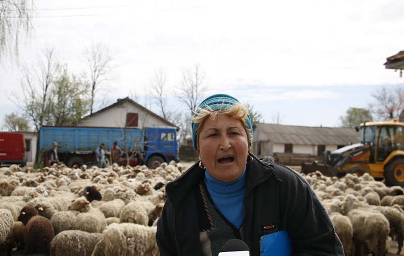 Uluitor! Şi-a mutat stâna la Primărie!