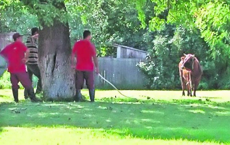 INCREDIBIL! Poliţist din Brăila spulberat în intersecţie de un... taur furios | VIDEO