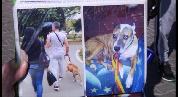 Câinele ucis de bărbatul în vârstă de 47 de ani din Galați. Foto: Monitorul de Galați