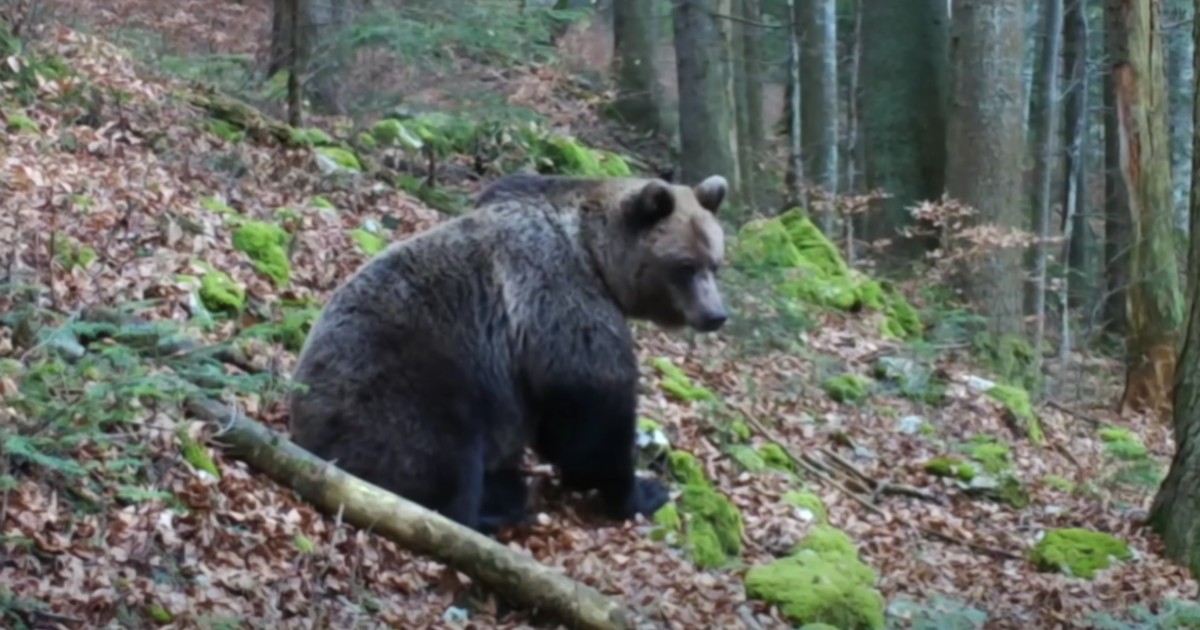 Unul dintre urșii din Parcul Național Piatra Craiului. Foto Captură video