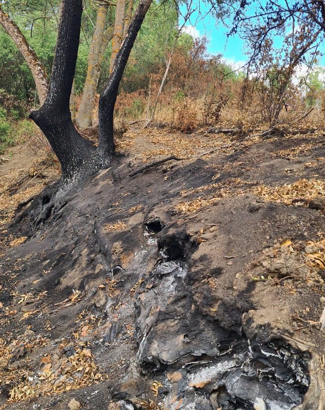 Ce este incendiul subteran care afectează Parcul Natural Lunca Mureșului, acolo unde copacii iau foc din senin