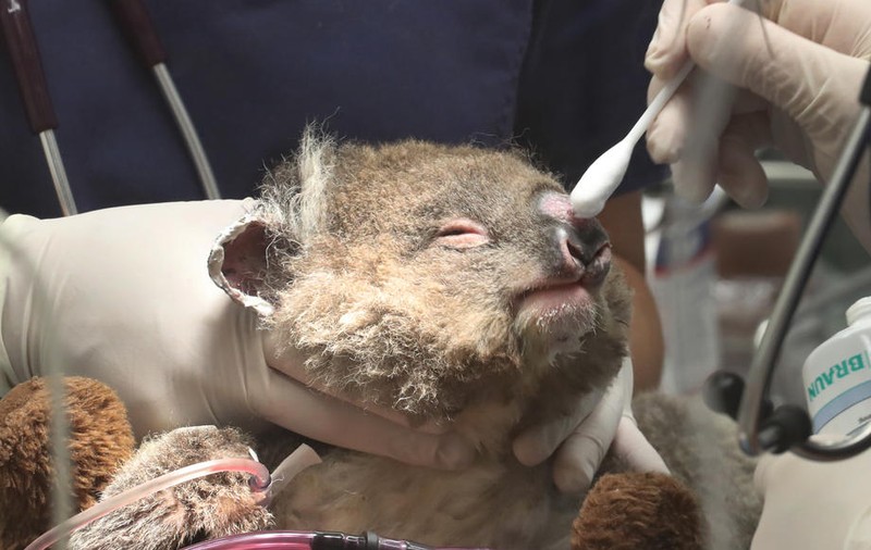 Sute de urși koala au fost uciși cu brutalitate în Australia