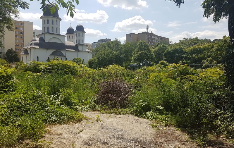 Conducerea spitalului Obregia a pus pe SEAP un contract de defrișare după ce Libertatea a titrat azi pe prima pagină: ”Moartă în jungla spitalului!”