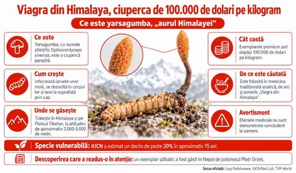 Yarsagumba, numită și „aurul Himalayei”, este o ciupercă parazită rară, care crește în corpul unei omizi și poate valora peste 100000 de dolari kilogramul. Sursă foto: Imagine generată cu ajutorul Inteligenței Artificiale