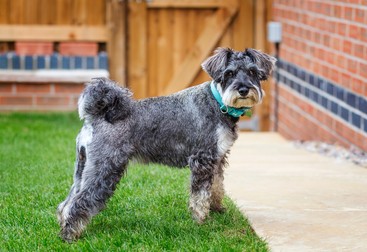 Cum arată Rasa Schnauzer - câine uriaș