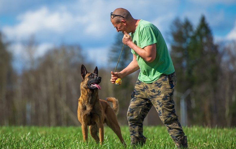 Ciobănesc belgian – tot ce trebuie să știi despre rasa Malinois