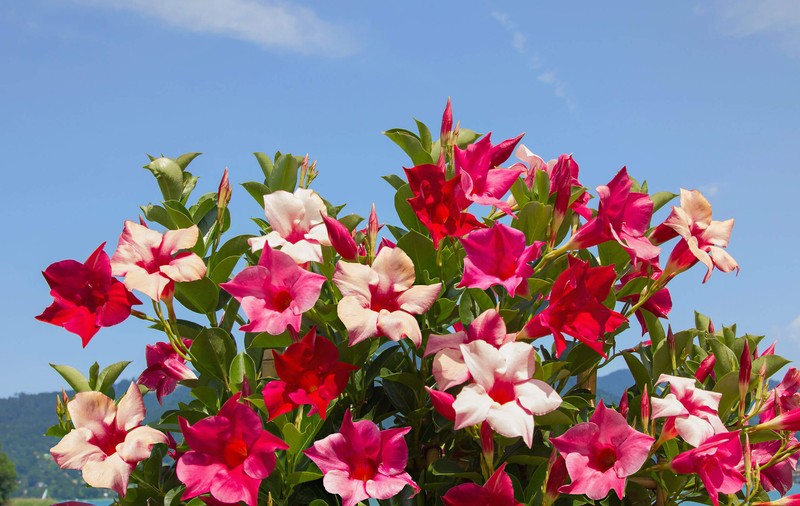 Dipladenia sau mandevilla - plantare și îngrijire. Cum crești iasomia braziliană la tine acasă