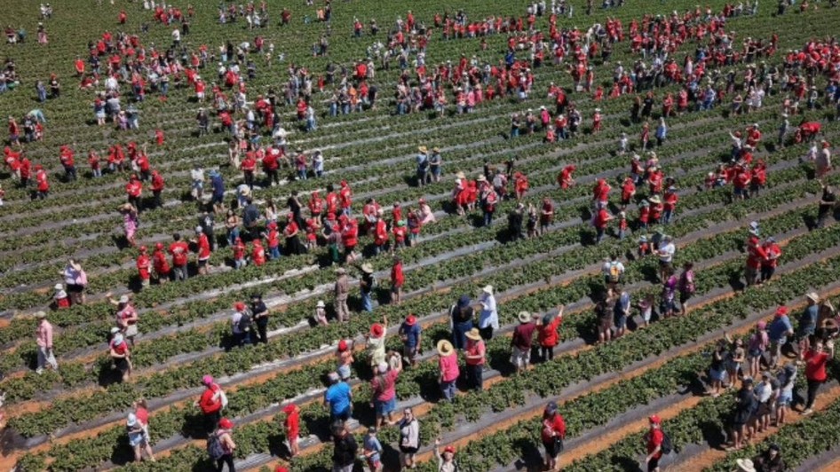 1522 de oameni au intrat în același timp într-un câmp să culeagă căpșune Ce record au stabilit în doar 5 minute (1)