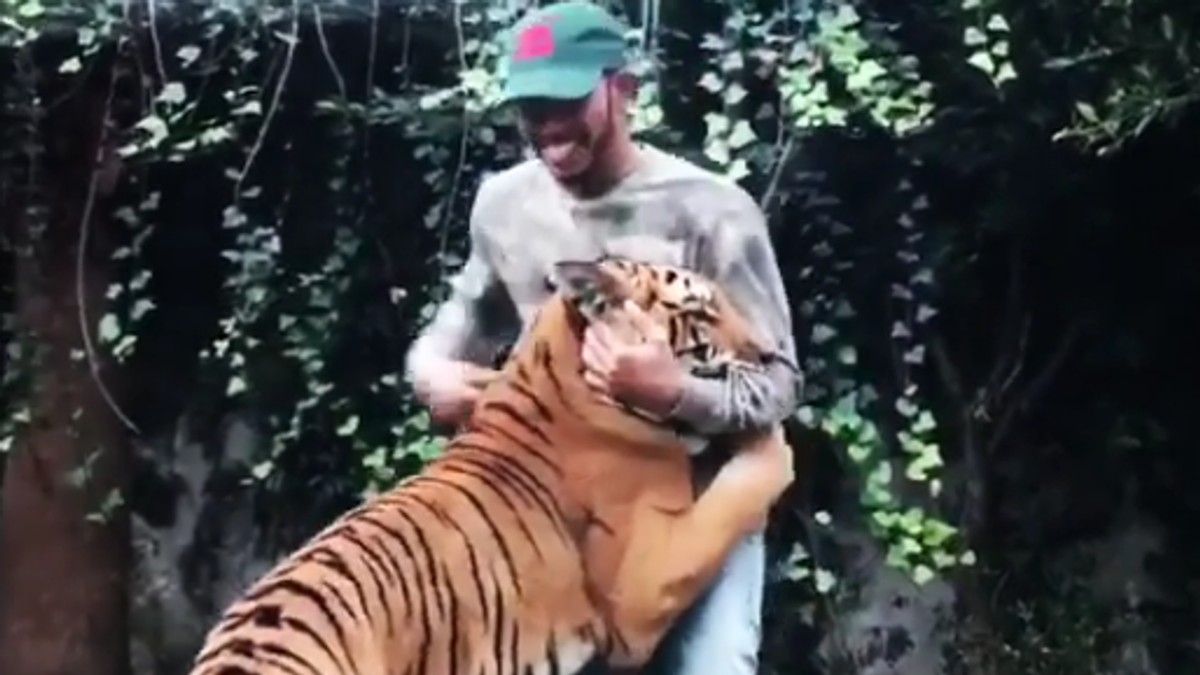 Manifestările tigroaicei Nicole l-au bucurat pe Lewis Hamilton. (FOTO: captură instagram.com/lewishamilton)