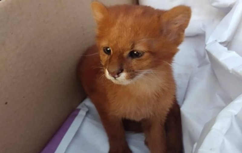 O tânără a avut un șoc când s-a dus la veterinar cu „pisica” pe care o adoptase. Ce animal era de fapt
