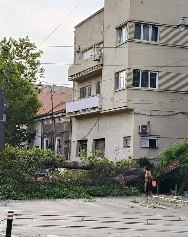 Urmările vijeliei care a făcut prăpăd în București și pe autostrada A1: o femeie a murit în Otopeni, mașini distruse de copaci, trafic îngreunat pe A1