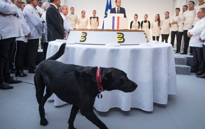 VIDEO | Nemo, câinele familiei Macron, viral pe internet. „Mesajul” patrupedului: „Povestea mea începe cu un abandon”