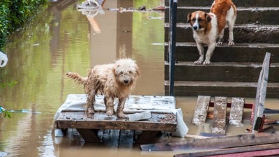 caini inundatie ploaie torentiala