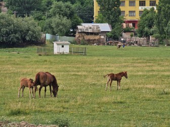 Arhiva foto