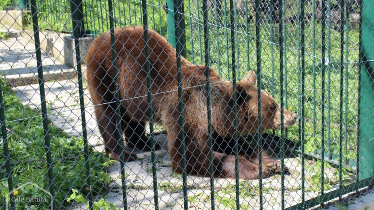 Doi tineri, atacaţi de urs la Grădina Zoologică din Bârlad. Urs în cușcă, la ZOO Bârlad