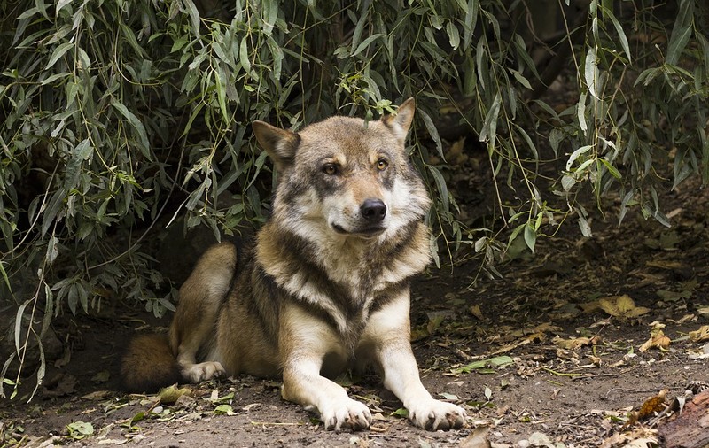 UPDATE: „Lupul” care a hoinărit printr-un parc din Craiova este de fapt câine. Stăpânii animalului, identificați de polițiști