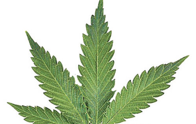 Liber la folosirea canabisului în scop medicinal în Cehia