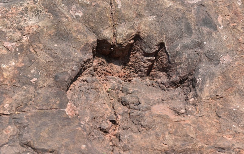 Urme de dinozaur vechi de 100 de milioane de ani, descoperite în curtea unui restaurant din China