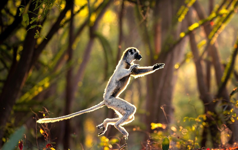 Fauna sălbatică unică din Madagascar, amenințată de dispariția iminentă, spun oamenii de știință