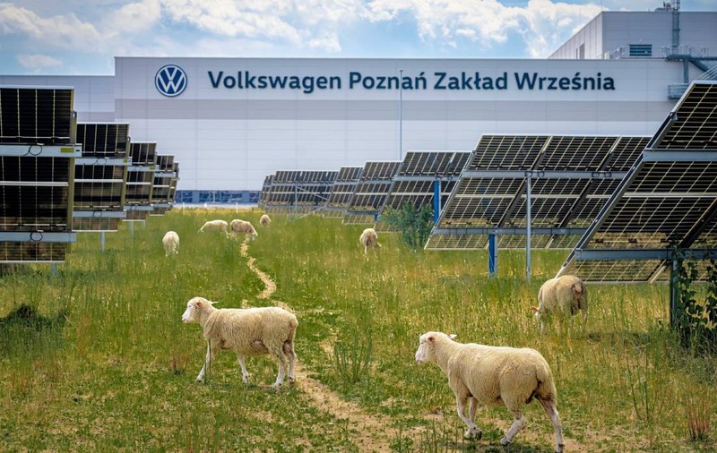 Volkswagen a înlocuit mașinile de tuns iarba cu 100 de oi. Animalele pasc liniștite sub 31.000 de panouri solare, în Polonia