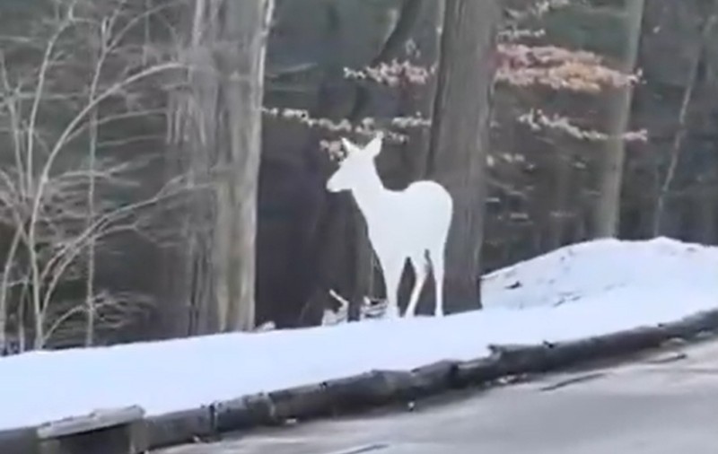 Animalul rar care și-a făcut apariția în SUA. Imaginile surprinse cu unul dintre puținele exemplare care supraviețuiesc: „Am crezut că este o sculptură în zăpadă”