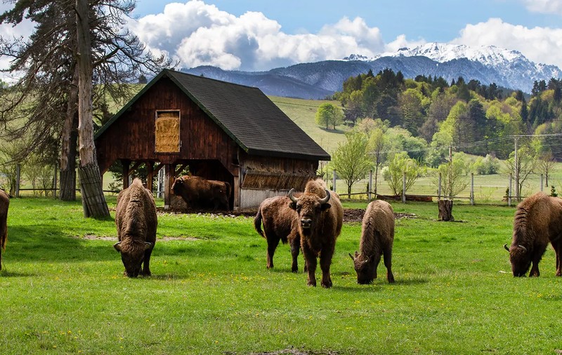 Viața la ferma de zimbri din Vama Buzăului. Animalele sunt îngrijite într-o rezervație de 90 de hectare, aflată la poalele Munților Ciucaș