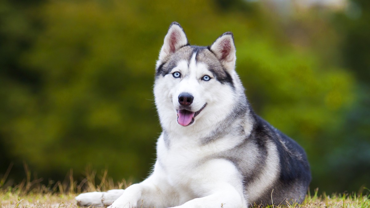 Husky - ce temperament are unul dintre cei mai frumoși câini din lume