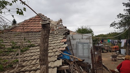 Capra Jenny inspectează în stilul ei lucrările la extinderea casei
