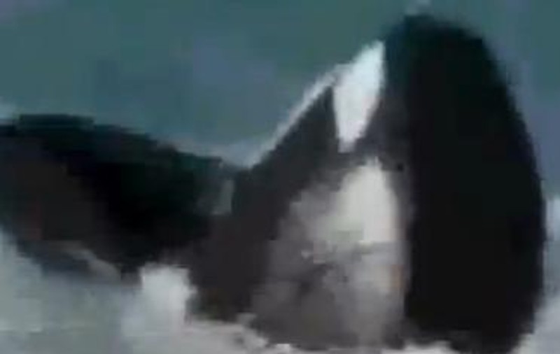 O balenă ucigaşă îşi atacă MORTAL dresorul | ATENŢIE, VIDEO ŞOCANT! 