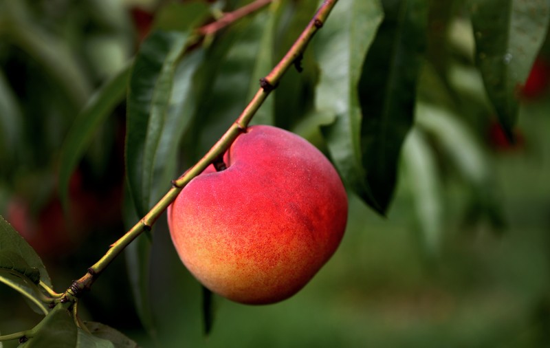 420.000 de piersici vor fi tăiați după ce o companie a închis cele două fabrici pe care le avea în California: „Au rămas mii de tone de fructe”