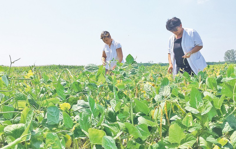 Cercetătorii olteni caută metode de a adapta agricultura la noua climă din regiune