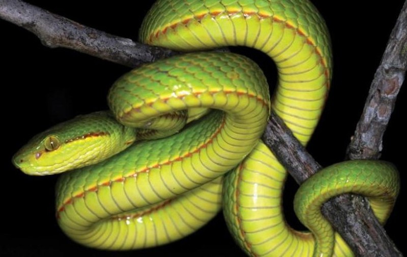 Un tip nou de șarpe a fost denumit “Salazar Slytherin”