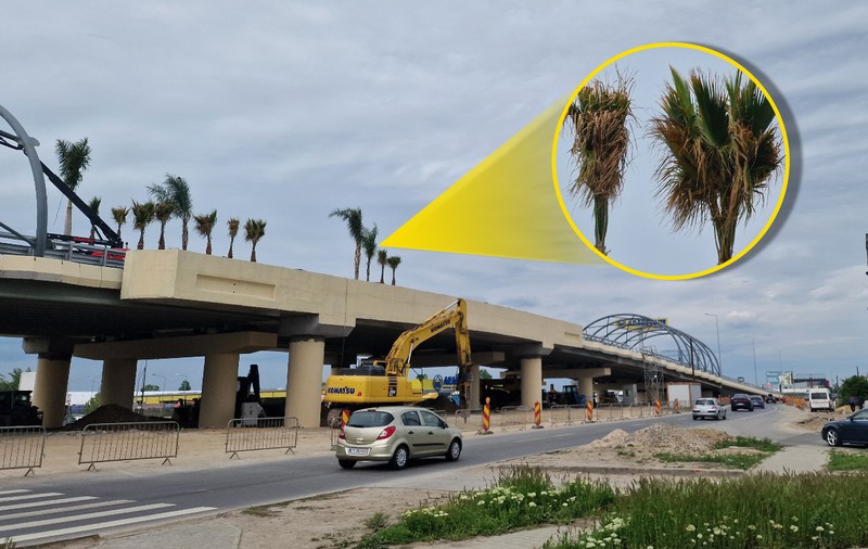Podul neterminat, construit pe grinzi degradate, care se leagă cu autostrada spre Marea Neagră, s-a împodobit cu palmieri. Autoarea: primăria lui Robert Negoiță