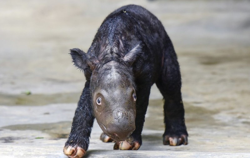 Un pui de rinocer de Sumatra, animal aflat în pericol critic de dispariție, s-a născut în Indonezia