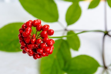 Fructele de ginseng