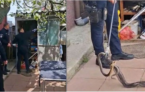 O femeie din Galați s-a trezit cu un șarpe de 2 metri sub fotoliu: unde au găsit jandarmii reptila care apoi s-a ascuns