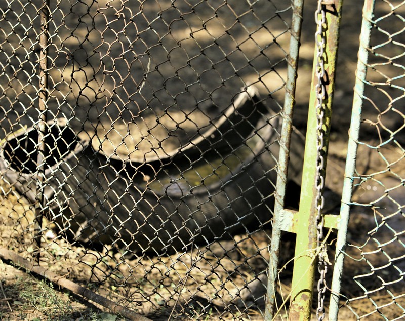 REPORTAJ. Grădina Zoologică din Brăila - în vizită la „pușcăria animalelor”: Vietăți apatice, mâncare puţină, apă în cauciucuri de maşină