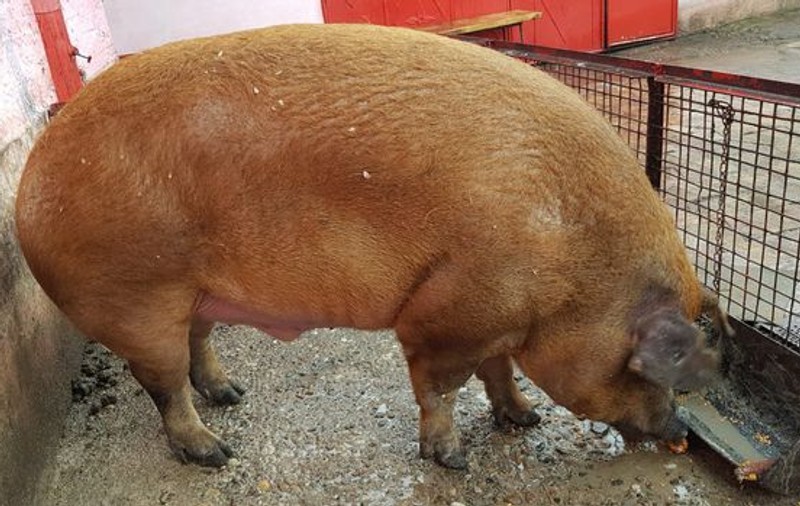 Cel mai mare porc din țară a intrat în posesia lui Traian Igaș GALERIE FOTO