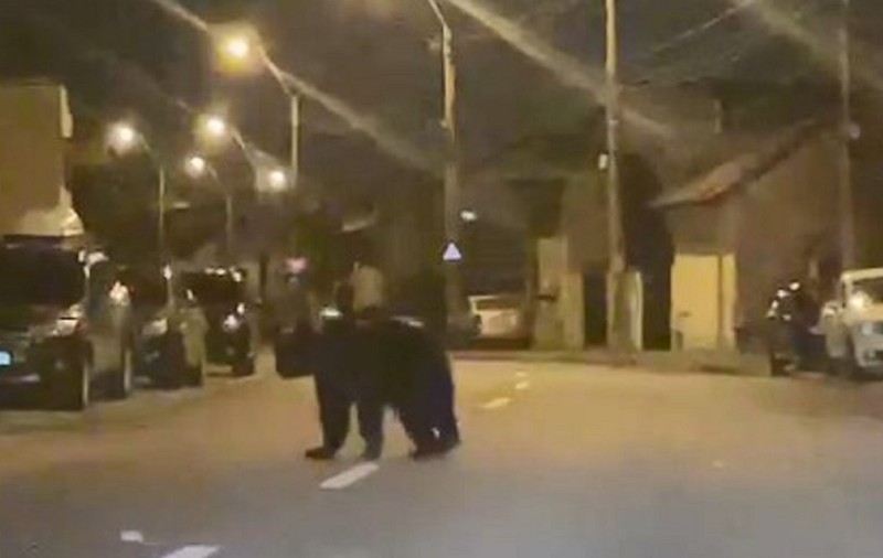 Urs filmat alergând pe străzile din Ploiești, mesaj RO-Alert la ora două noaptea: „Păstrați distanța față de animal”