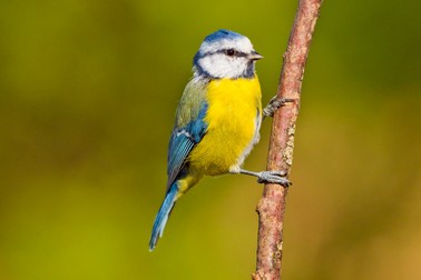 Specii de păsări din România - Paridae