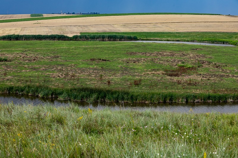 Lavanda se află în apropierea unui iaz