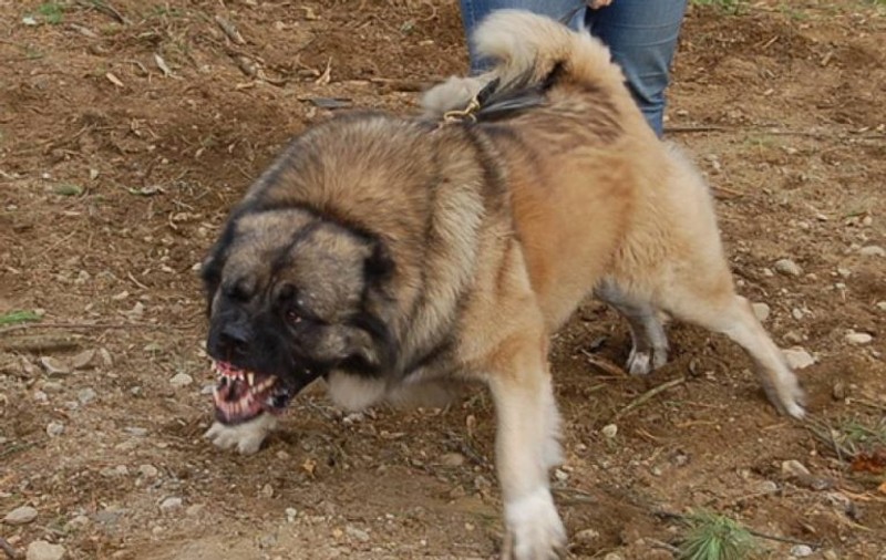 Și-a pus câinele să muște un polițist din județul Sălaj. Plătește acum cu propria libertate