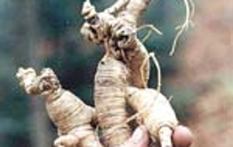 Ginseng-ul ne poate ajuta sa scapam de raceli