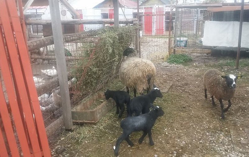 Oaia cu trei miei, la o fermă din Prahova. Rasa a fost adusă din Rusia