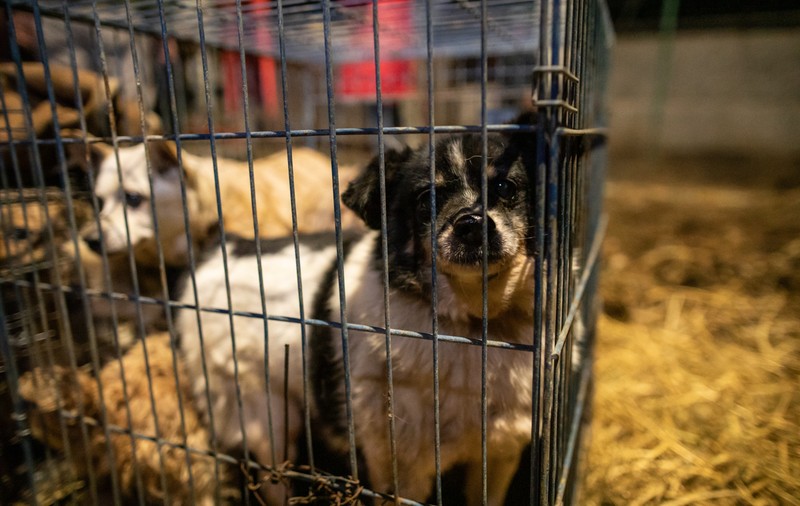 Viaţa a 750 de câini, pusă în pericol de disputa dintre Clotilde Armand și Romprest, avertizează o asociaţie pentru protecţia animalelor