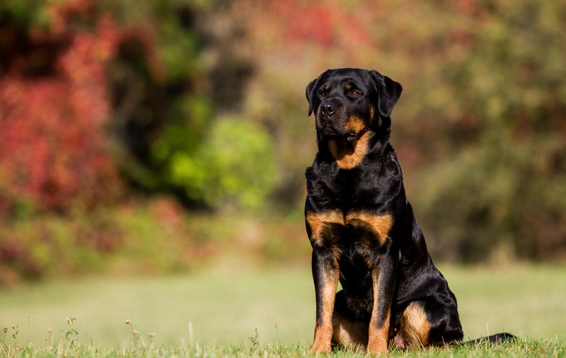 Rottweiler - ce trebuie să știi despre rasa cu cei mai buni câini de pază