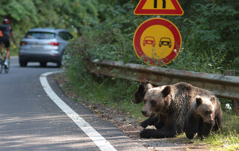 O turistă din Spania a fost mușcată de braț de un urs, la intrarea pe Transfăgărăşan. Femeia de 75 de ani a ajuns la spital