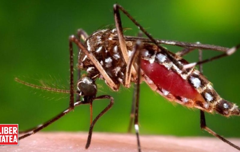 Primul caz de transmitere pe cale sexuală cu virusul Zika|VIDEO
